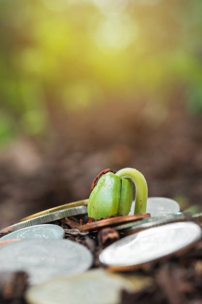 Planta de cultivo en monedas dinero - Concepto de inversión