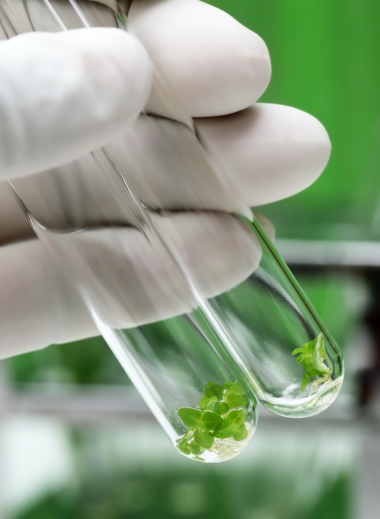 Foto planta de cultivo de tejidos en tubo de ensayo