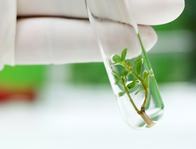 Planta de cultivo de tejidos en tubo de ensayo