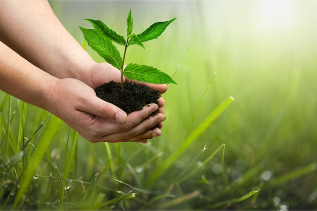 Planta de cultivo verde en manos humanas en el fondo