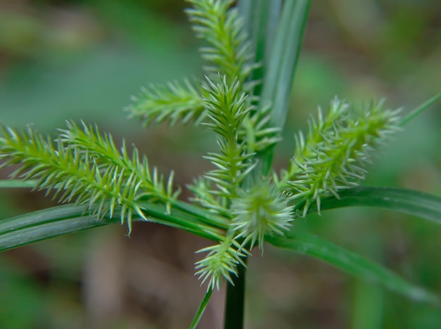 La planta Cyperus Strigosus es un tipo de planta silvestre que crece mucho en el bosque