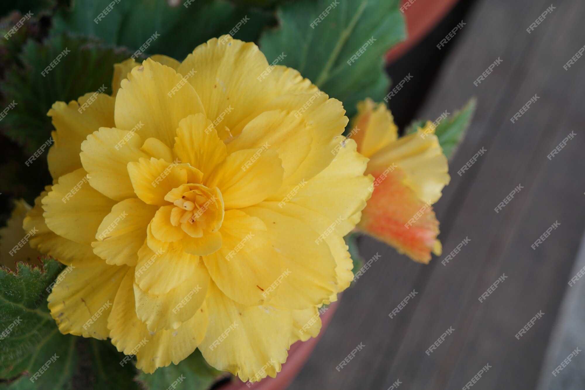 Planta da begônia com flor amarela no vaso | Foto Premium
