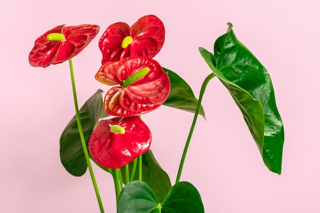 Planta da casa Anthurium em vaso de flores branco isolado na mesa branca e fundo rosa