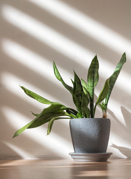 Planta da casa em um vaso em um fundo de parede de concreto branco sob os raios do sol com sombras