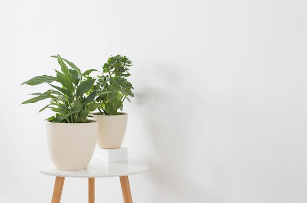 Planta da casa em vaso em fundo branco