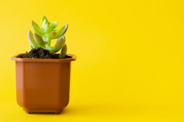 Planta da casa em vaso sobre um fundo amarelo brilhante