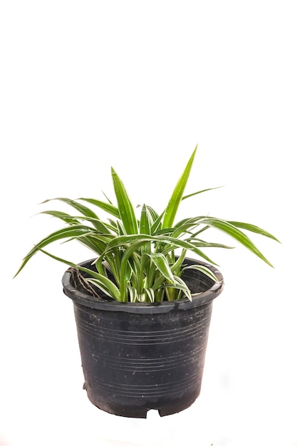 Planta da casa planta em vaso em fundo branco.