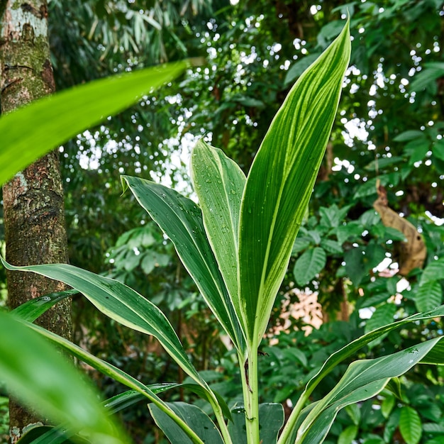 Planta da família do gengibre em crescimento fresco