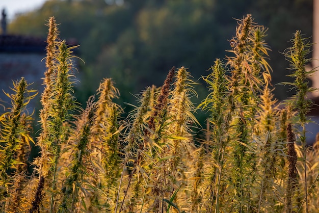 planta da maconha