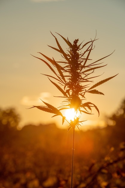 planta da maconha