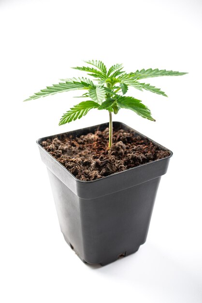 planta da maconha