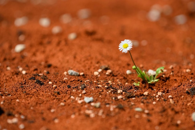 Planta da margarida sobrevivendo no deserto vermelho quente