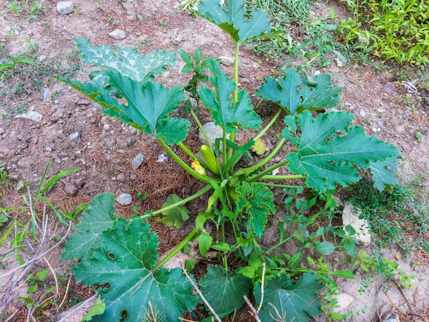 Planta de abóbora com vista de flor closeup