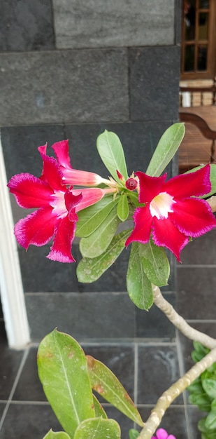 Planta de Adenium obesum tirada de perto