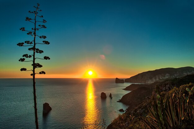 Planta de agave característica da Sardenha durante um pôr do sol sobre o mar na ilha