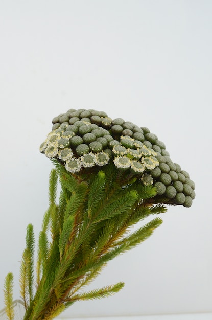 Foto planta de albifloba brunia verde sobre fundo branco