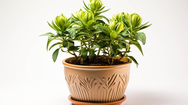 Planta de alcachofra em uma panela em fundo branco