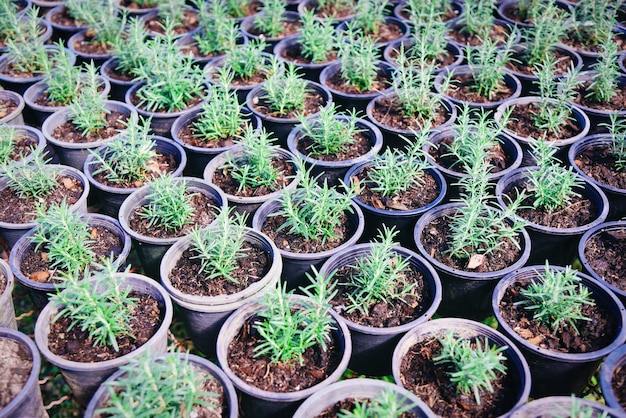 Planta de alecrim em vaso no jardim de plantas de viveiro de ervas naturais, pequena erva de alecrim fresco está crescendo em um vaso de flores dentro de casa