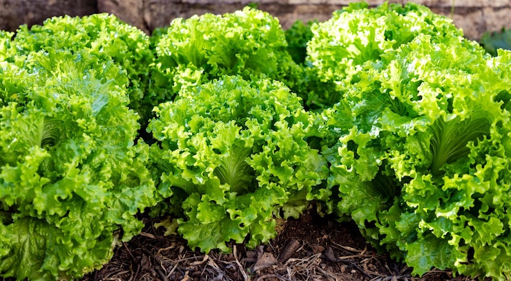 Foto planta de alface orgânica plantada na horta