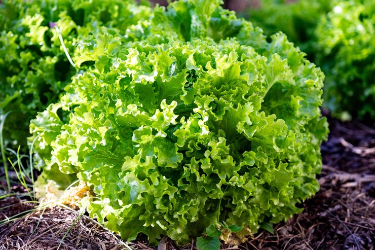 Foto planta de alface orgânica plantada na horta