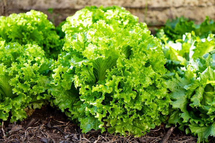Foto planta de alface orgânica plantada na horta