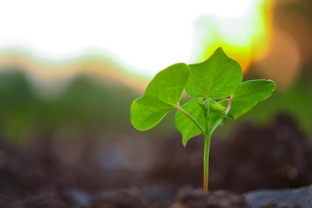 Planta de algodão pequena em solo preto