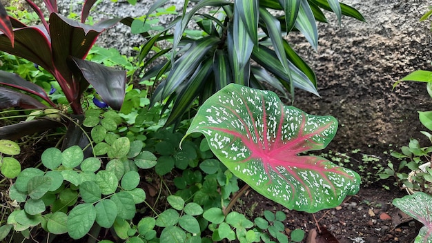 Planta de alocasia com manchas vermelhas e listras