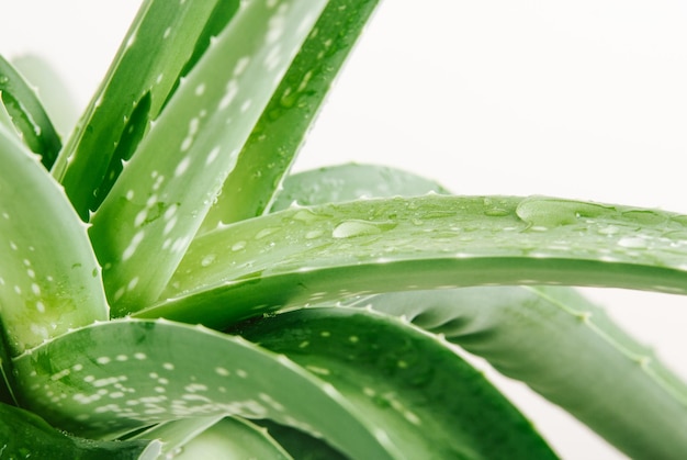 planta de aloe com gotas molhadas Fechar