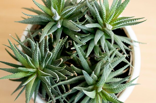 Planta de aloe exuberante em um fundo de madeira