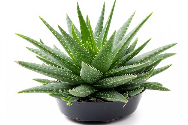 Planta de aloe vera em fundo branco