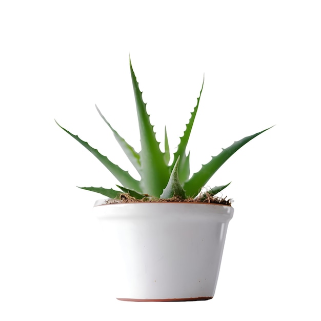 Planta de aloe vera em vaso isolado em fundo branco com traçado de recorte