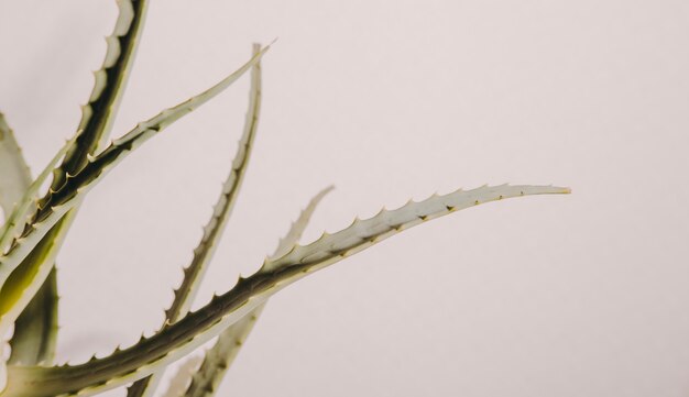 Planta de aloe vera em vaso vaso doméstico