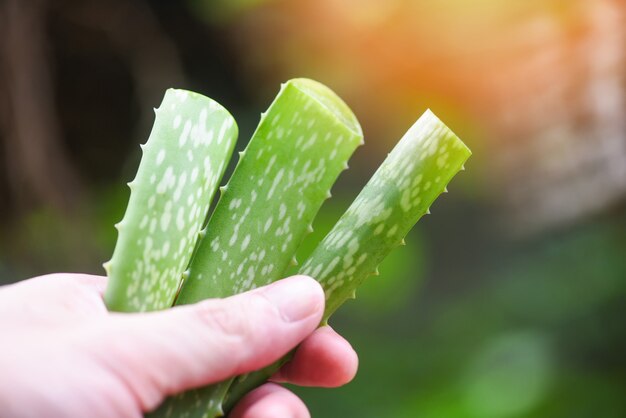 Planta de aloe vera na mão e natureza verde close-up de folha de aloe vera fresca com gel ervas naturais e medicamentos à base de plantas