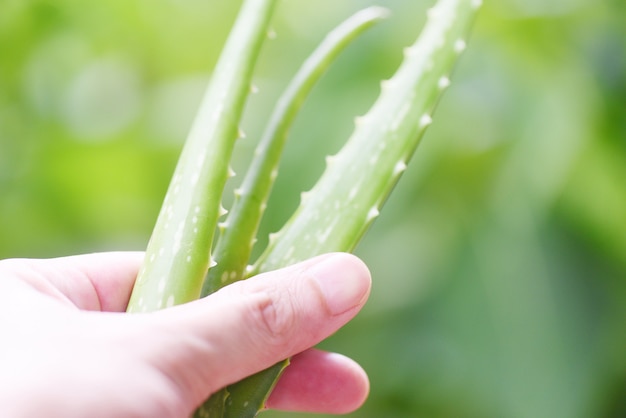 Planta de aloe vera na mão e natureza verde fundo / close-up de folha de aloe vera fresca com ervas e gel de ervas naturais