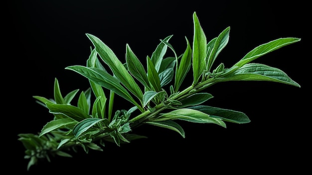 Planta de aloe vera natural isolada em fundo transparente