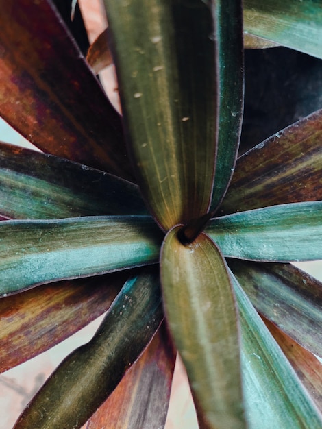 Foto planta de aloe vera