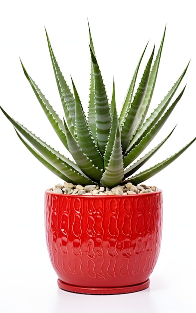 Planta de aloe vera