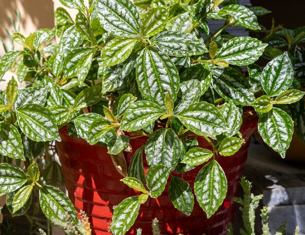 Planta de alumínio em uma panela vermelha