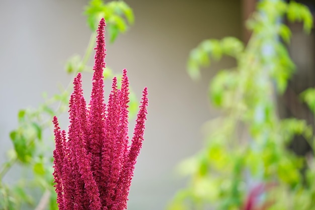 Planta de amaranto vermelho indiano crescendo no jardim de verão Cereais vegetais de folhas e plantas ornamentais fonte de proteínas e aminoácidos