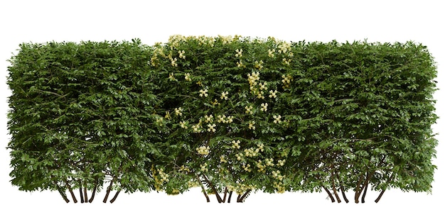 Planta de arbusto Coronilla Valentina com flor amarela de frente
