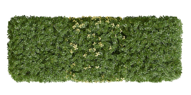 Planta de arbusto Coronilla Valentina com flor amarela vista superior