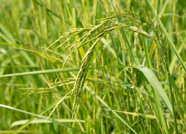 Planta De Arroz Natural.