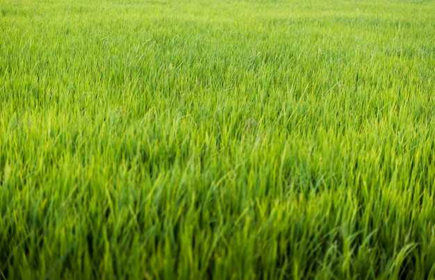 Planta de arroz no campo de arroz