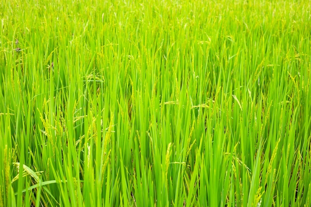 planta de arroz no campo de arroz