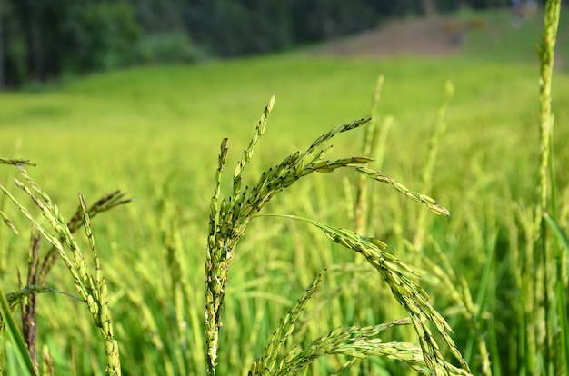 Planta de arroz verde em campos de arroz close-up