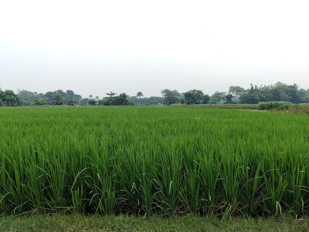 Planta de arroz verde, nos arrozais de Bangladesh.