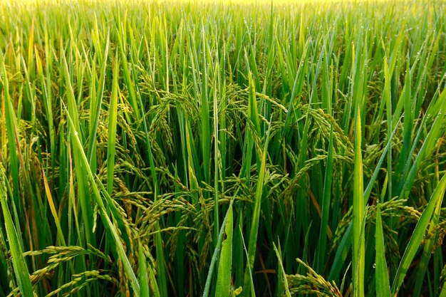 Foto planta de arroz verde