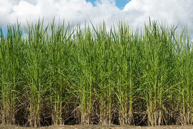 Planta de arroz