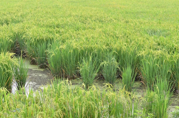 planta de arroz