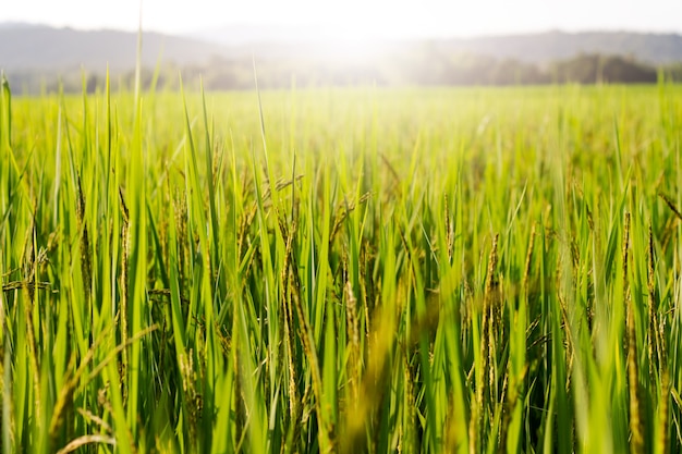 planta de arroz